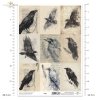 Grafiki, kruki, wrony, ptaki, szkice, czarno-białe*Graphics, ravens, crows, birds, sketches, black and white